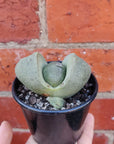 Pleisopilis Nellii Split Rock - 8cm pot Folia House