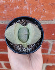 Pleisopilis Nellii Split Rock - 8cm pot Folia House