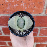 Pleisopilis Nellii Split Rock - 8cm pot Folia House