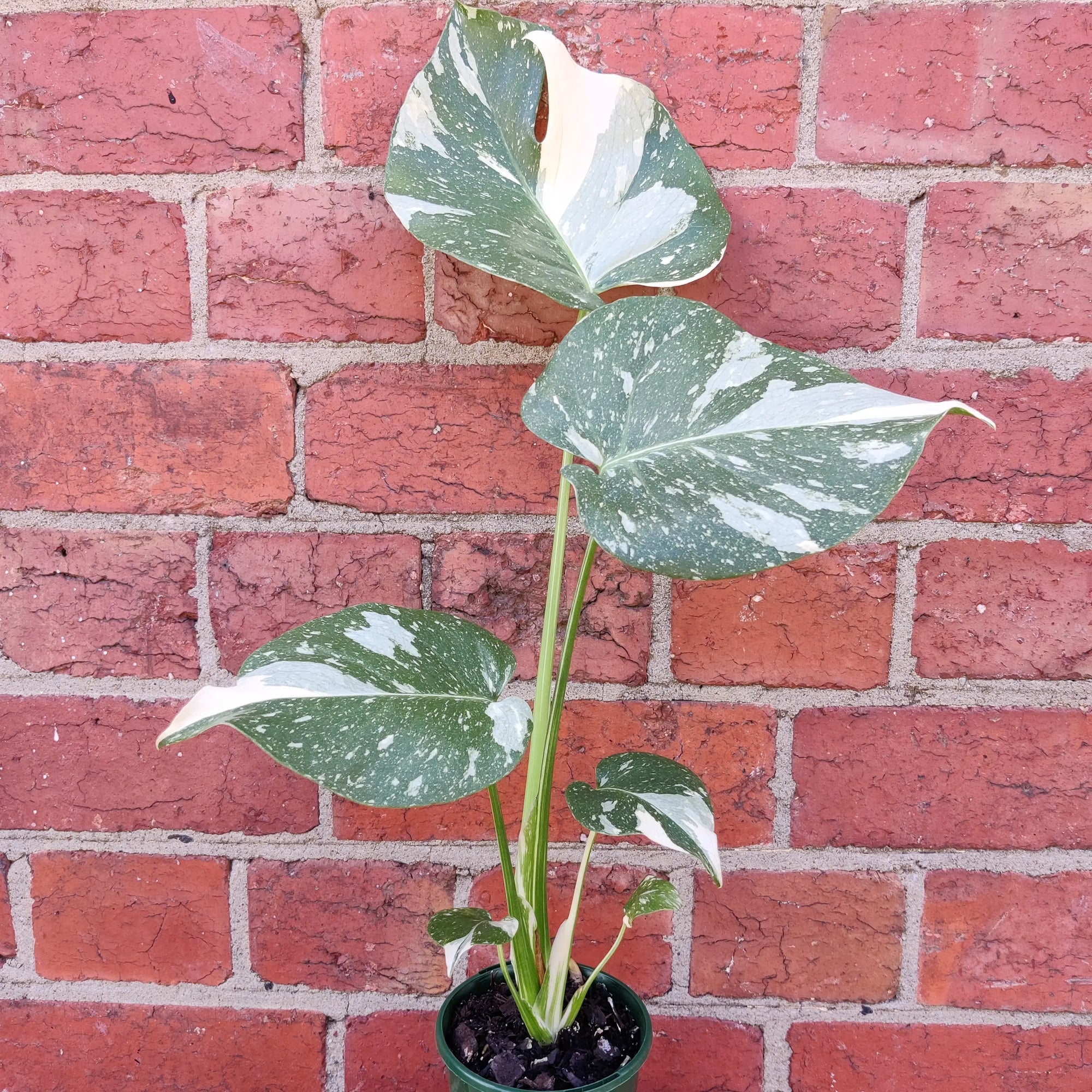 RARE - 10cm pot - Monstera ‘Thai Constellation’ Folia House