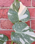 RARE - 10cm pot - Monstera ‘Thai Constellation’ Folia House