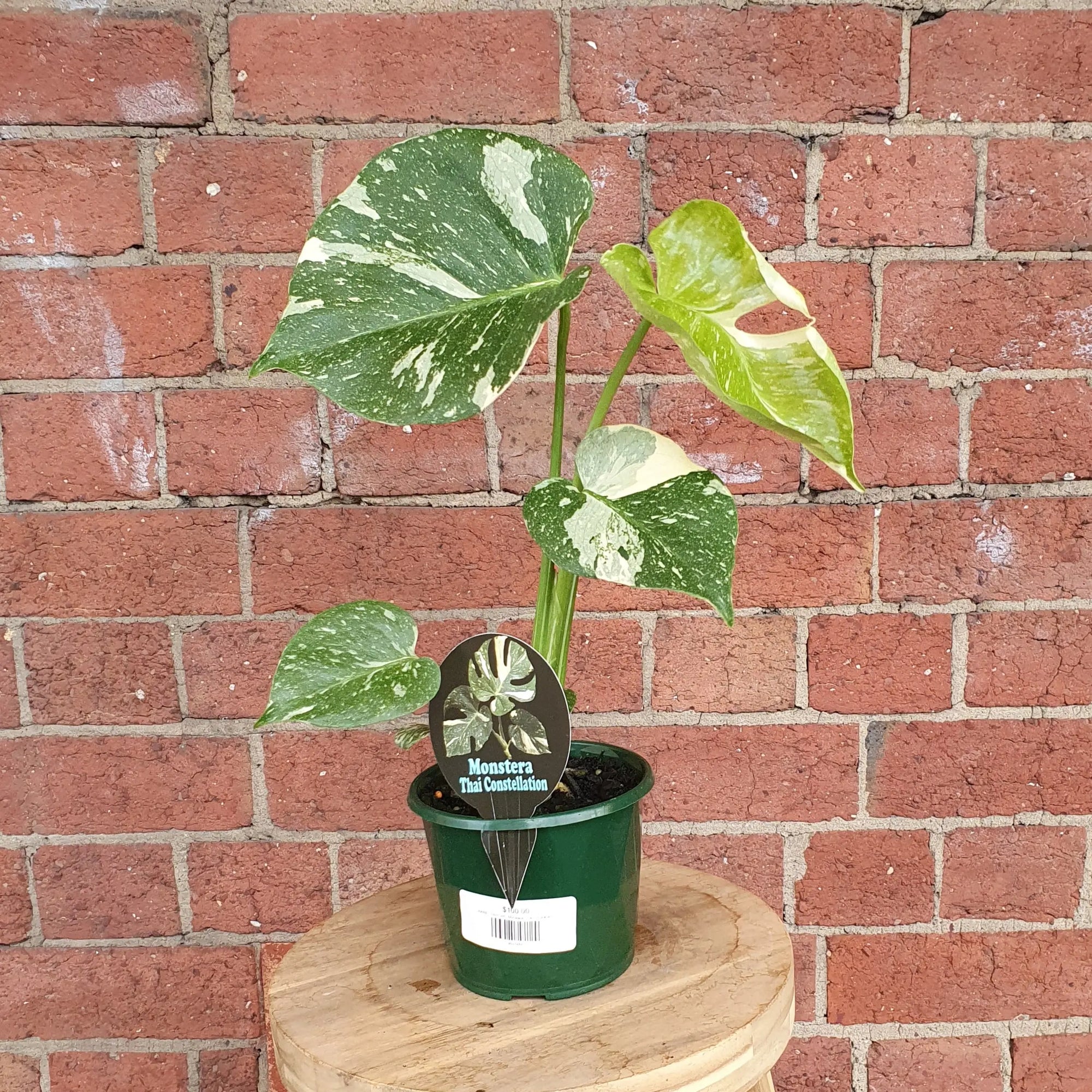 RARE - 13cm pot - Monstera ‘Thai Constellation’ Folia House