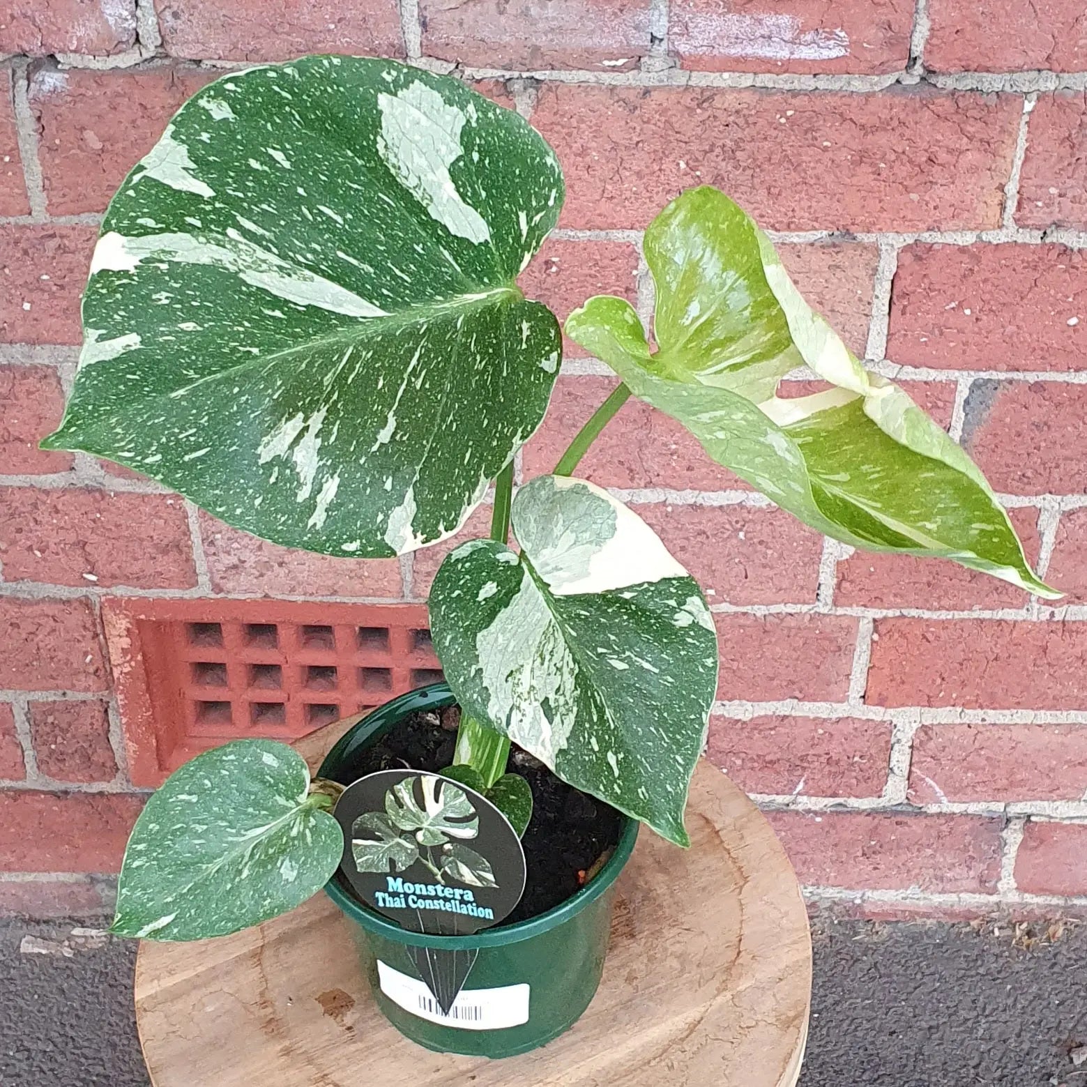 RARE - 13cm pot - Monstera ‘Thai Constellation’ Folia House