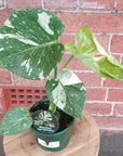 RARE - 13cm pot - Monstera ‘Thai Constellation’ Folia House