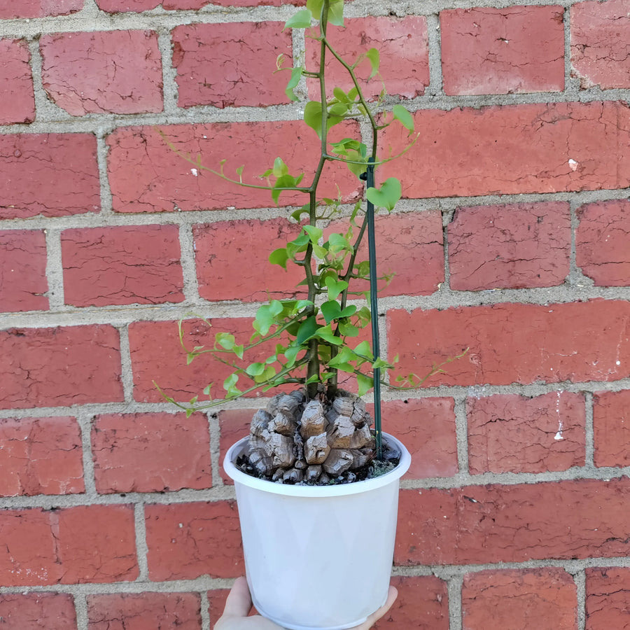 RARE - Elephant's foot - 13cm pot Folia House