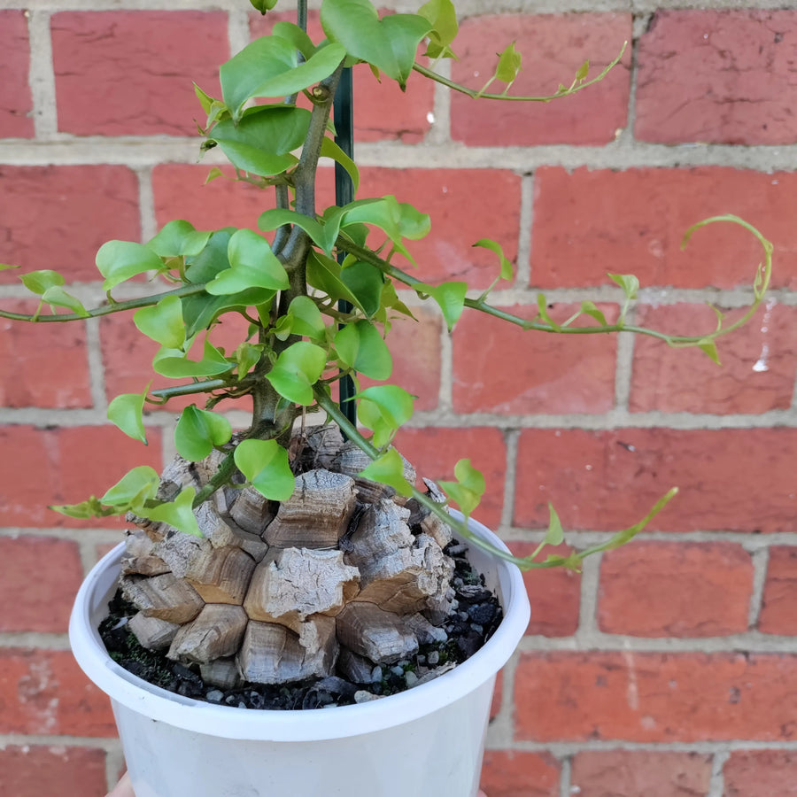 RARE - Elephant's foot - 13cm pot Folia House