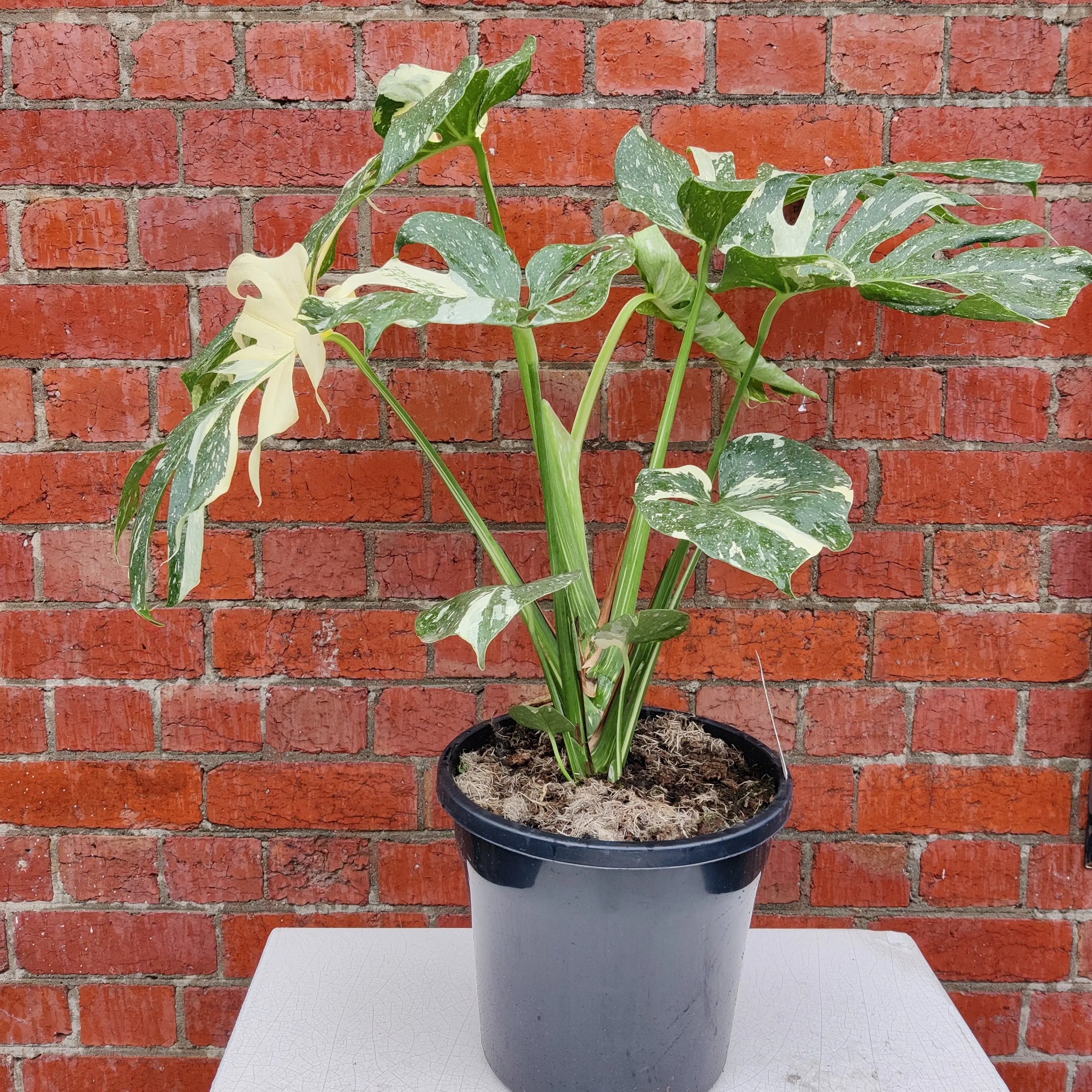 RARE - Monstera ‘Thai Constellation’ - 25cm pot Folia House