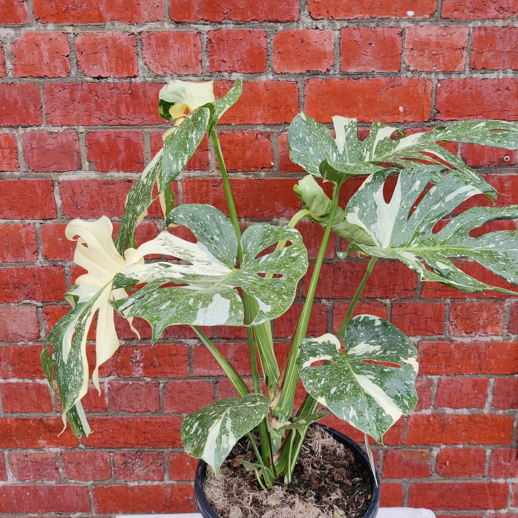 RARE - Monstera ‘Thai Constellation’ - 25cm pot Folia House