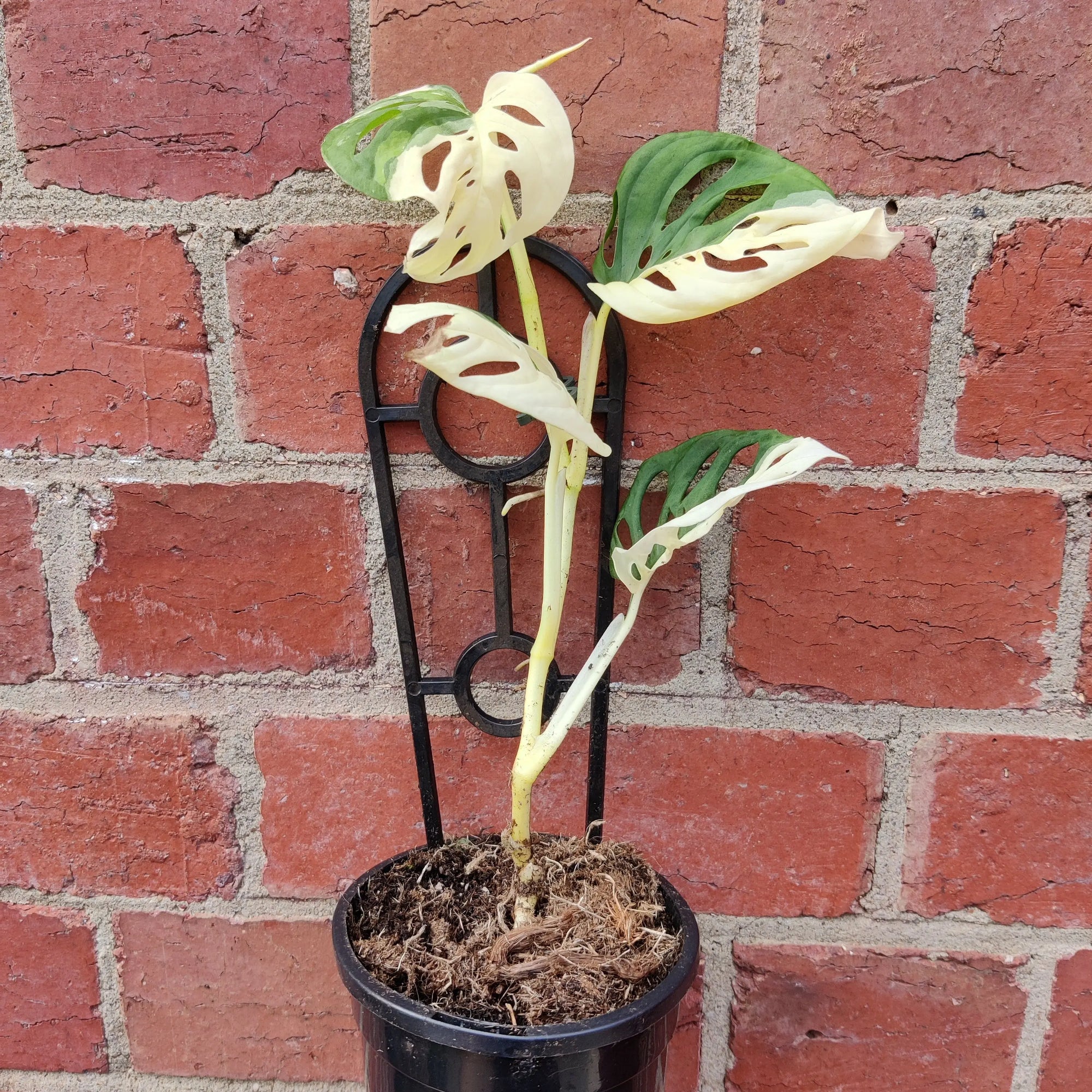 RARE - Variegated Swiss Cheese (Monstera Adansonii) - 13cm pot Folia House