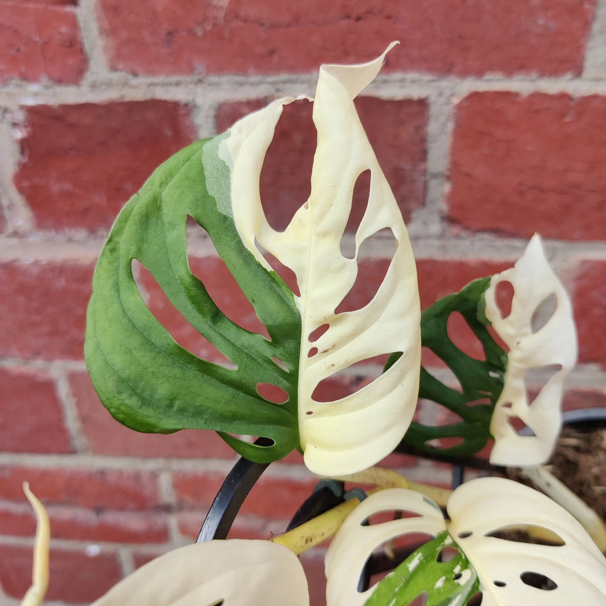 RARE - Variegated Swiss Cheese (Monstera Adansonii) - 13cm pot Folia House