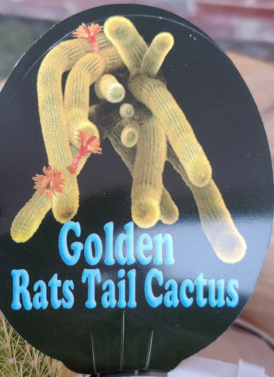 Rat's tail cactus - 13cmHB Folia House