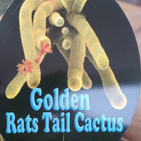 Rat's tail cactus - 13cmHB Folia House
