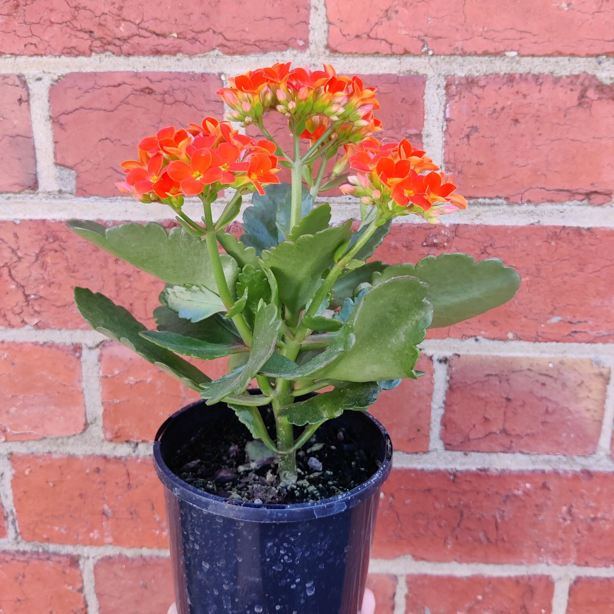 Red Kalanchoe - 13cm pot Folia House