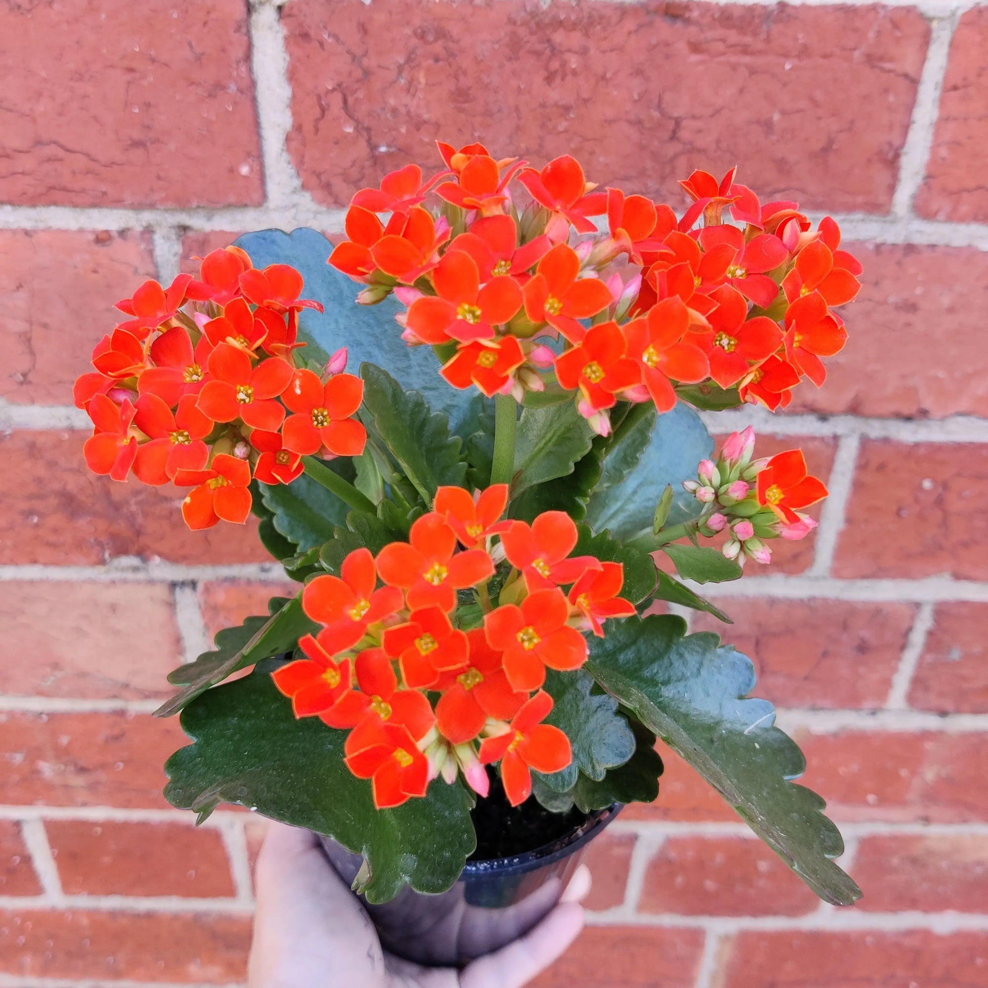 Red Kalanchoe - 13cm pot Folia House