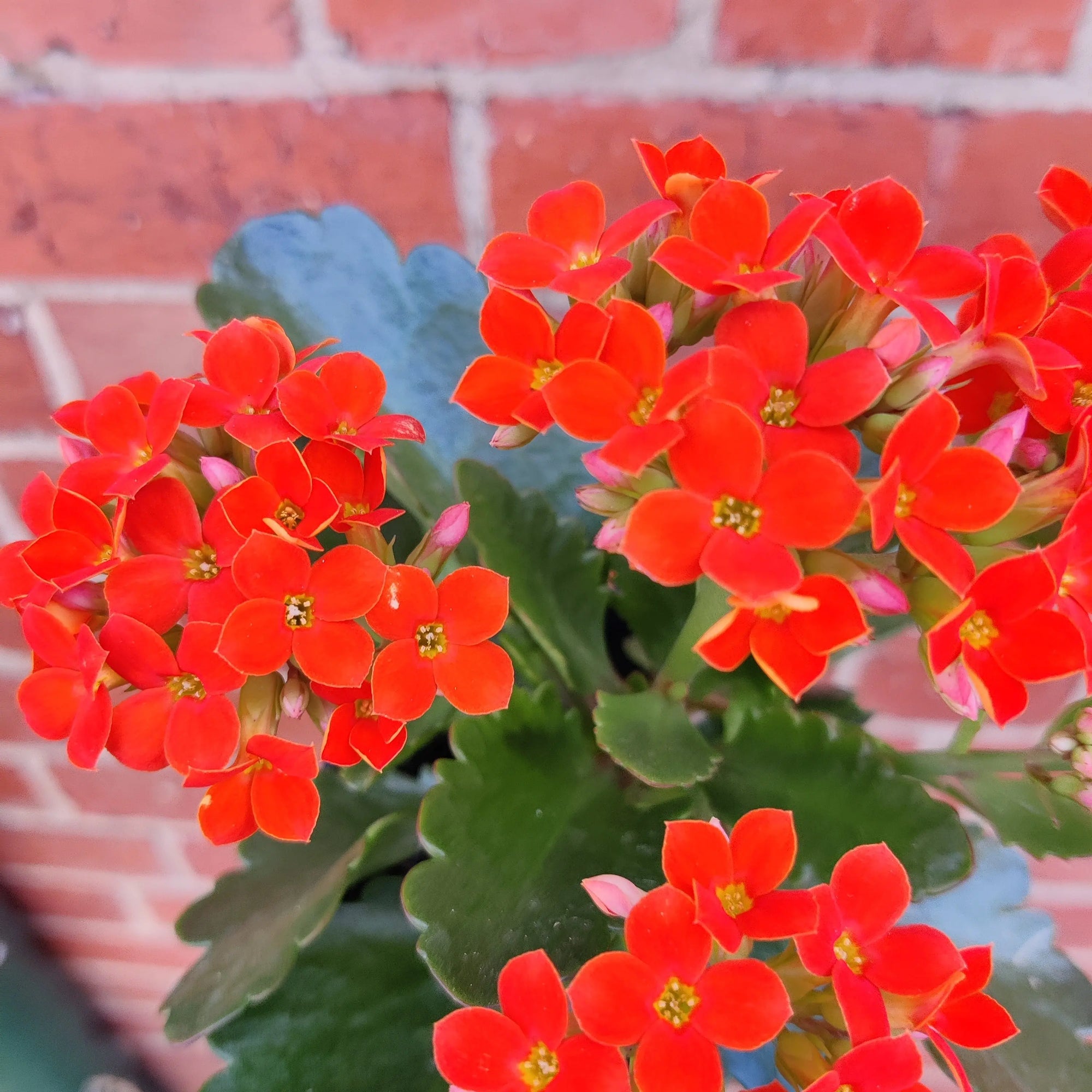 Red Kalanchoe - 13cm pot Folia House