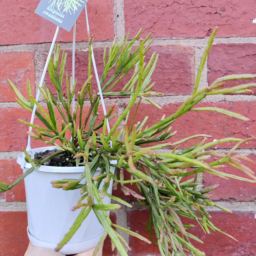 Rhipsalis Ewaldiana (Collection No 12) - 13cmHB Folia House