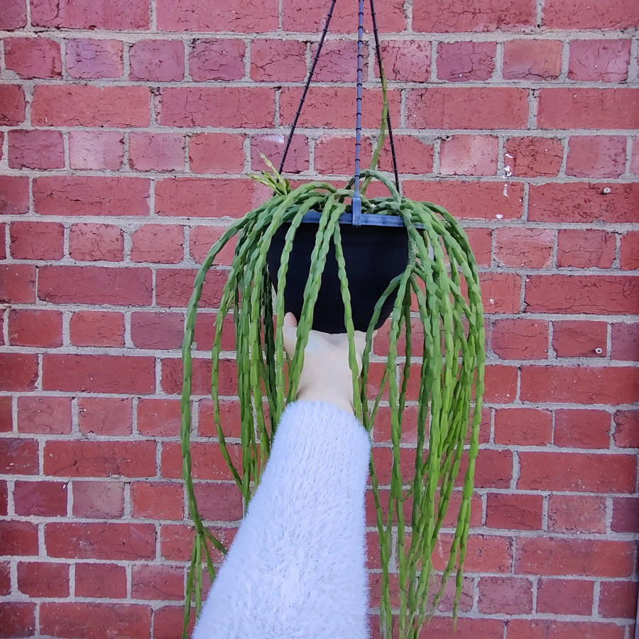 Rhipsalis Paradoxa - 20cm Hanging Basket Folia House