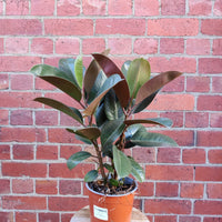 Robusta Rubber Plant (Ficus Elastica Robusta) - 17cm Pot Folia House