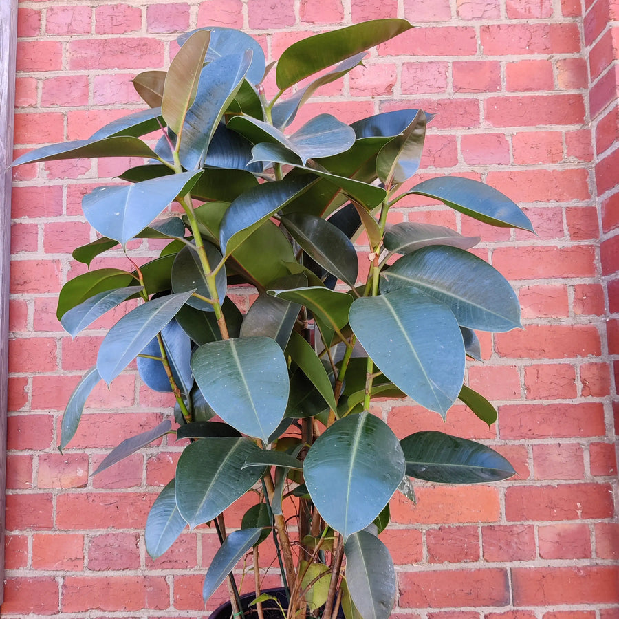 Robusta Rubber Plant (Ficus Elastica Robusta) - 30cm Pot Folia House