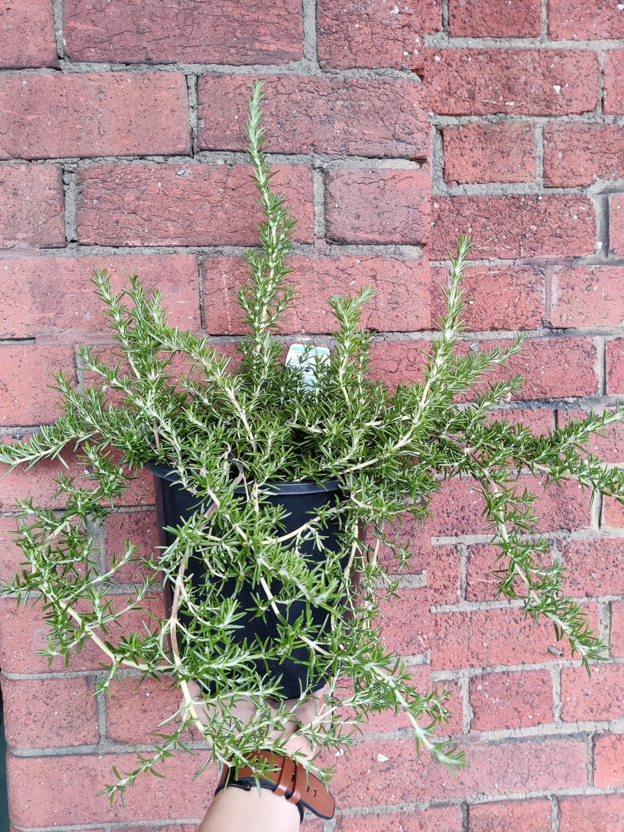 Rosemarinus O. Prostrate - Rosemary - 20cm pot Folia House