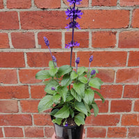 Salvia Mystic Spires Sage - 14cm pot Folia House