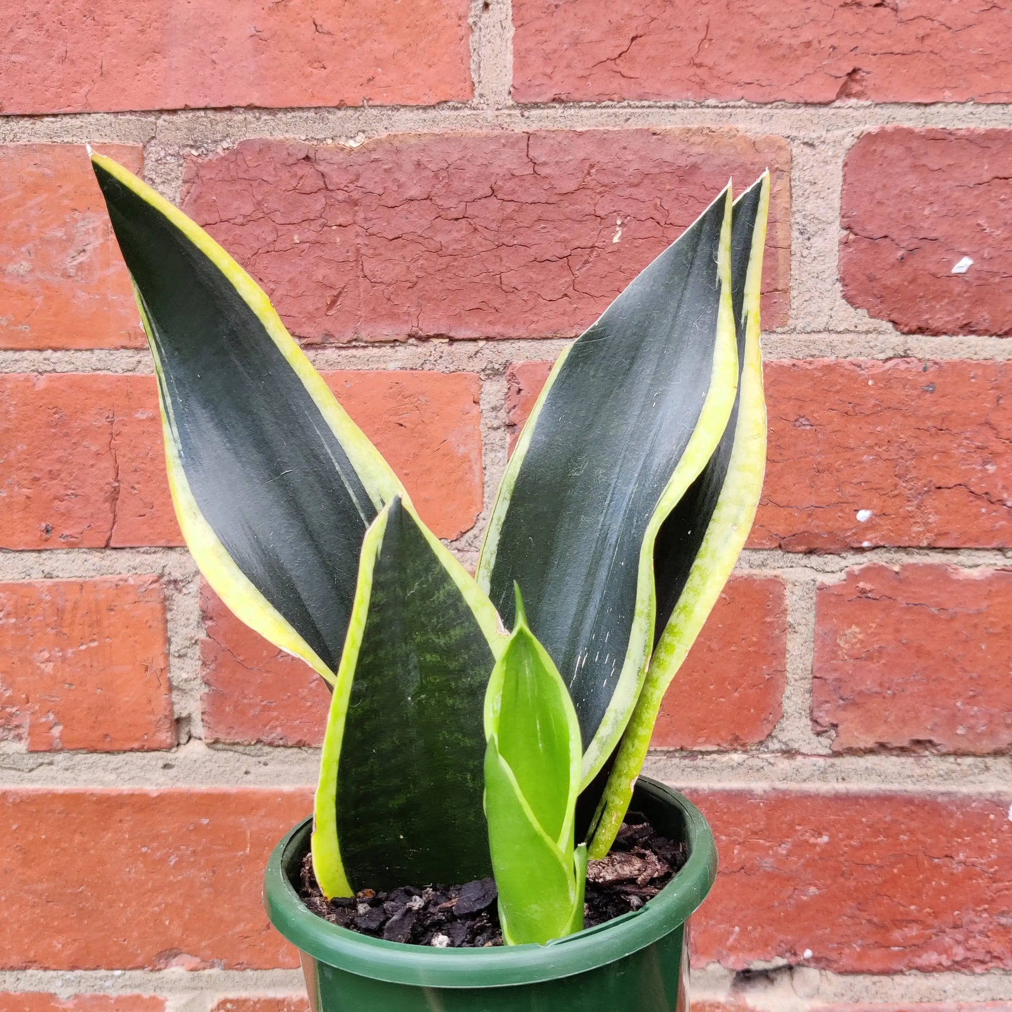 Sansevieria Black Gold - 10cm Pot Folia House