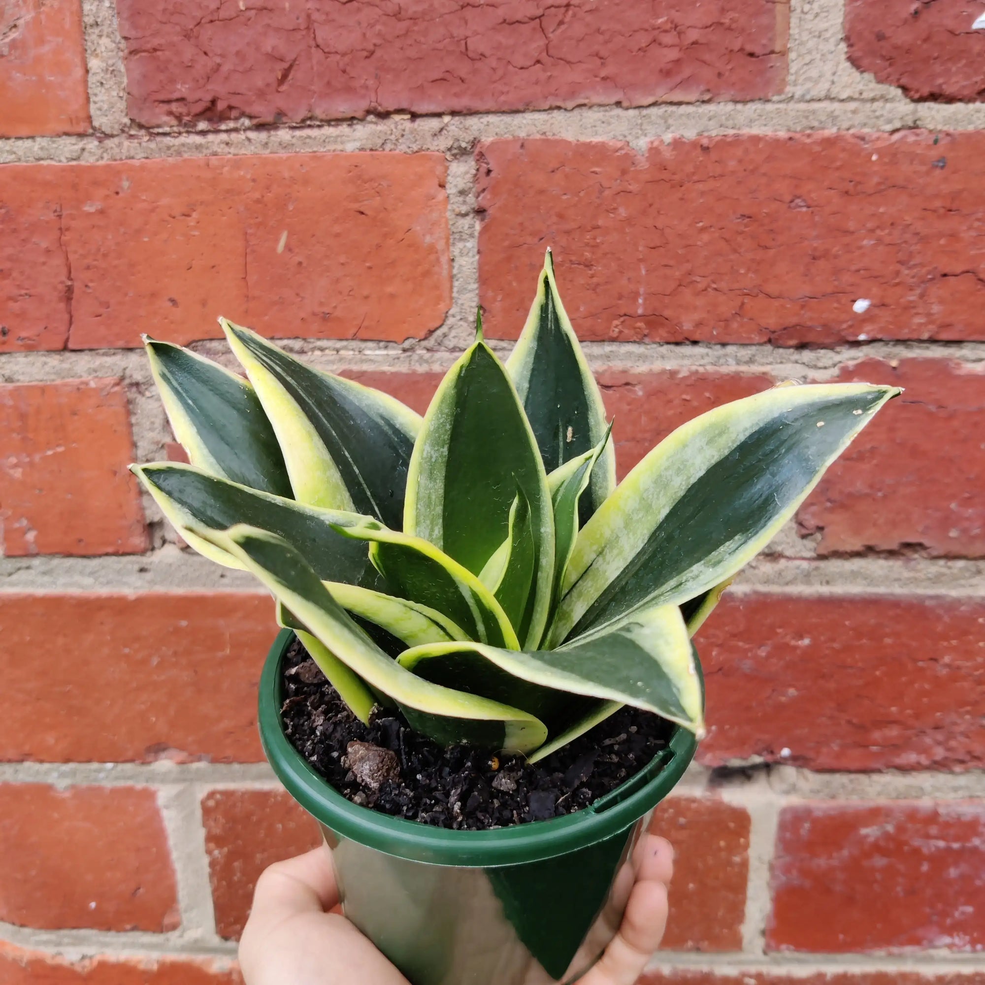 Sansevieria Lotus Hahnii - 10cm pot Folia House