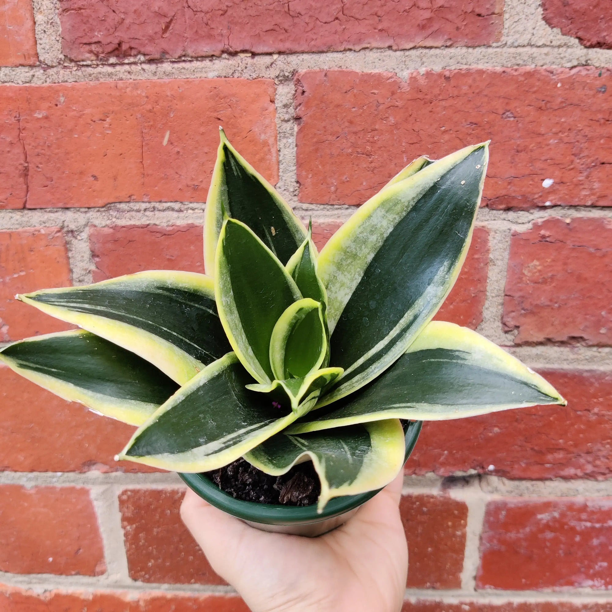 Sansevieria Lotus Hahnii - 10cm pot Folia House