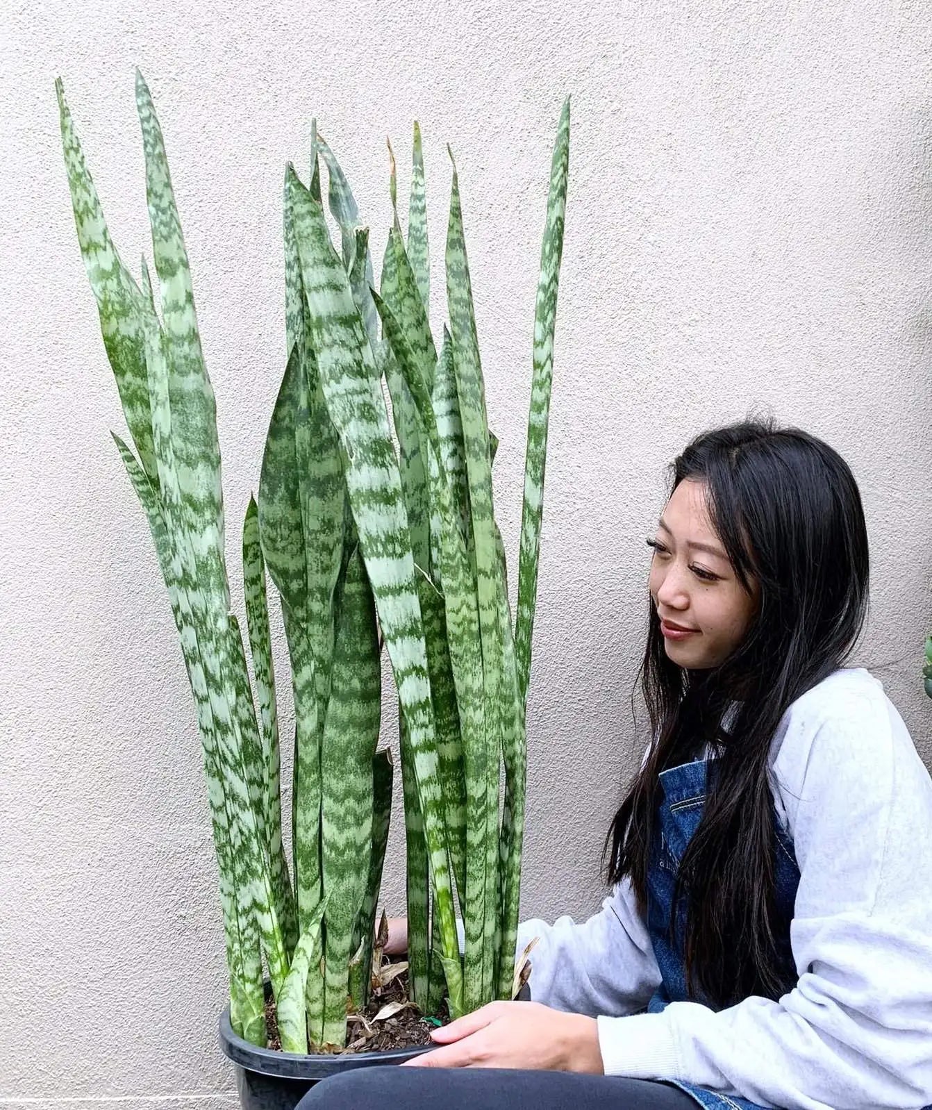 Sansevieria Trifasciata Futura Robusta Folia House