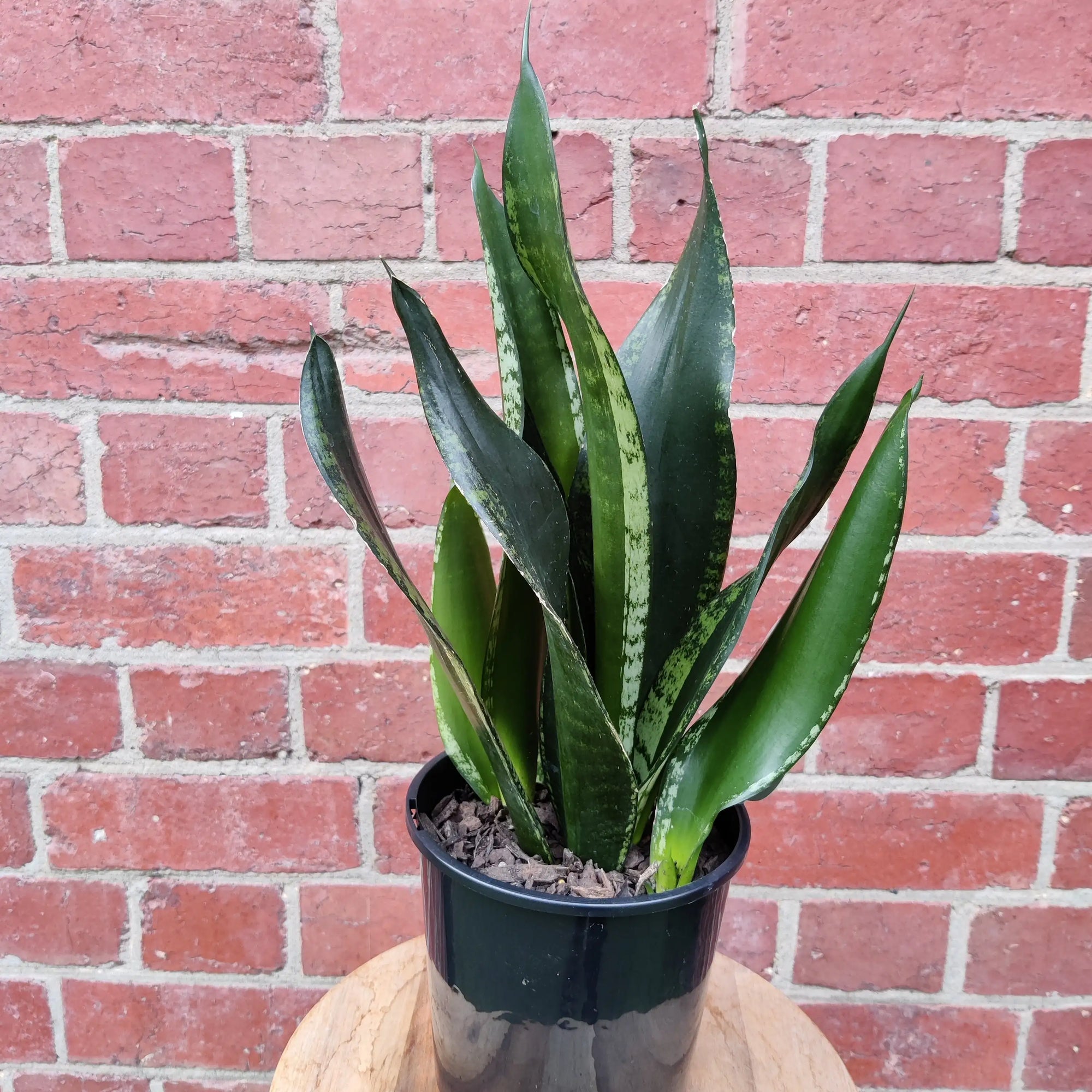 Sansevieria Whitney - 15cm Pot Folia House