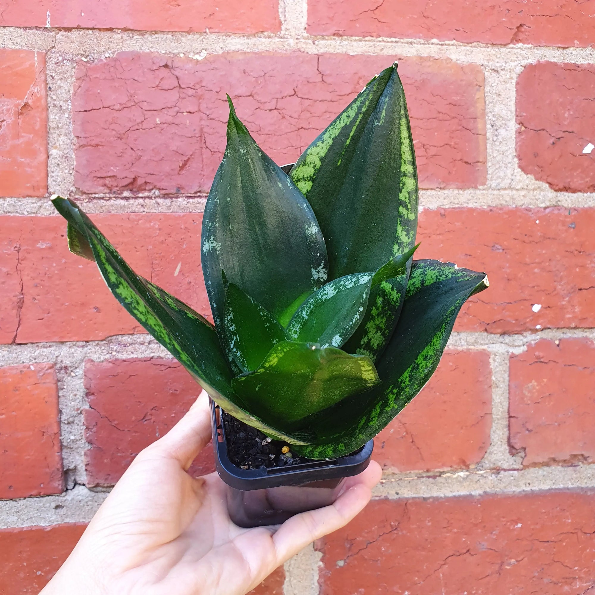 Sansevieria Whitney Hahnii - 7cm pot Folia House