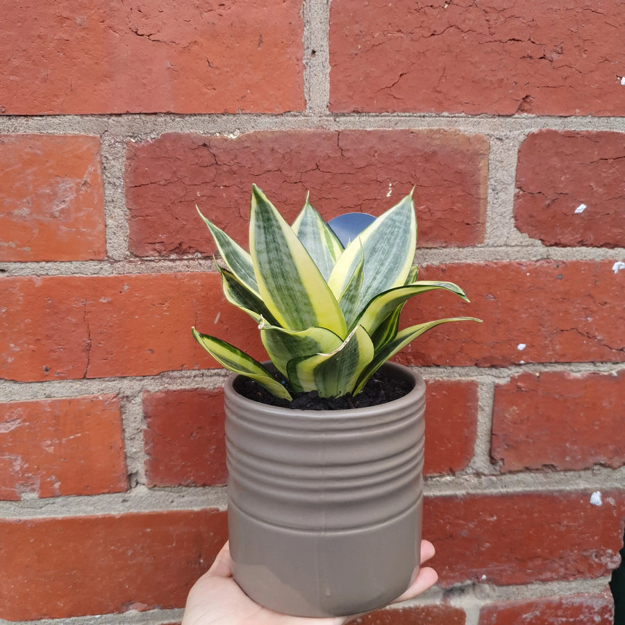 Sansevieria in ceramic pot - 11cm pot Folia House