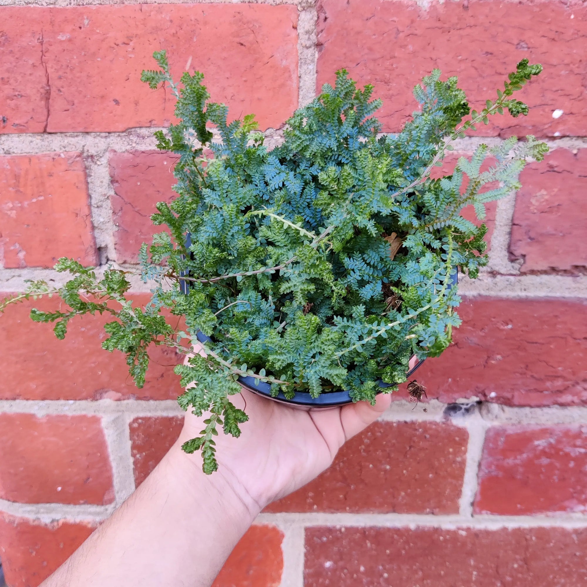 Selaginella Uncinata Peacock Moss - 13cm pot Folia House