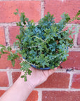 Selaginella Uncinata Peacock Moss - 13cm pot Folia House