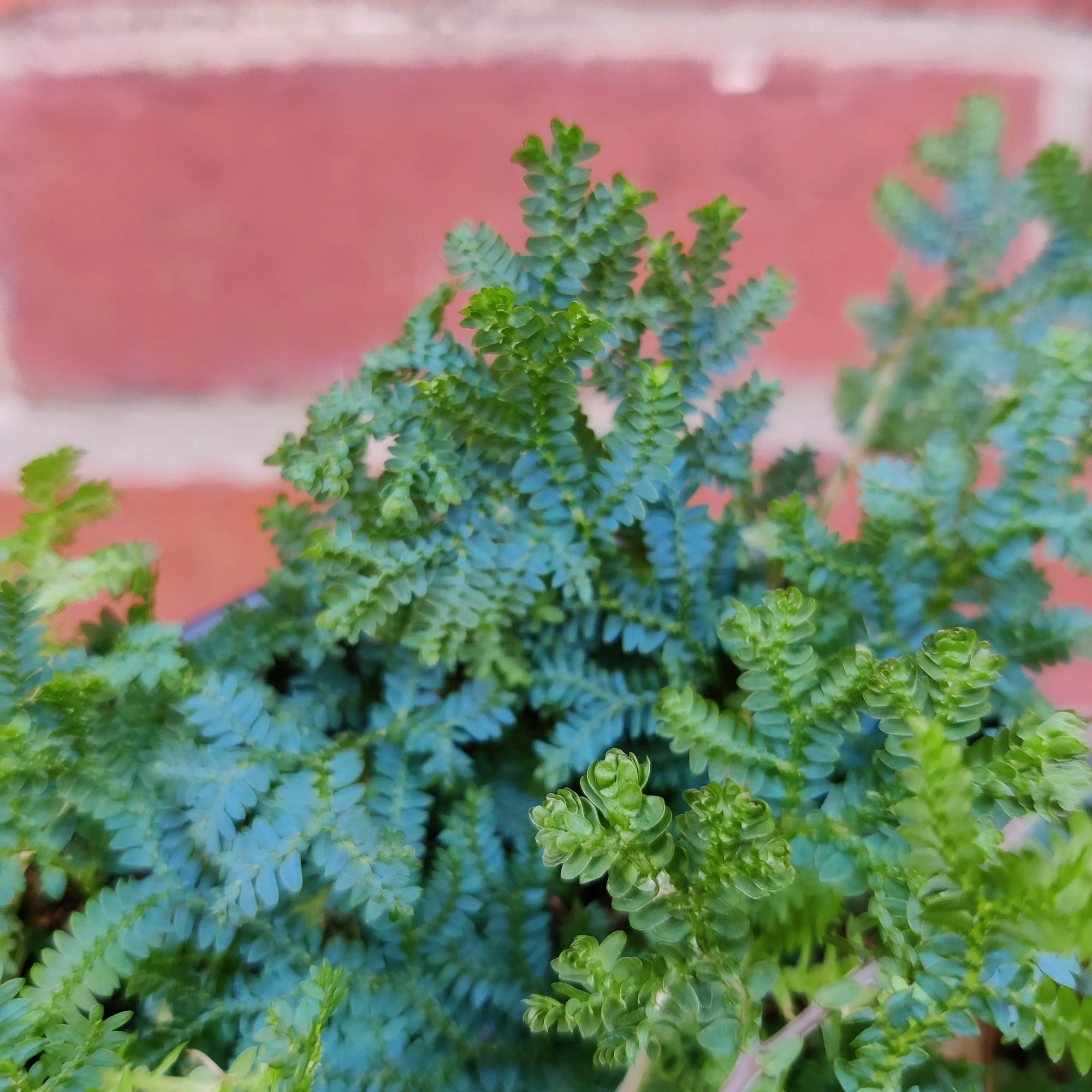 Selaginella Uncinata Peacock Moss - 13cm pot Folia House