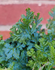 Selaginella Uncinata Peacock Moss - 13cm pot Folia House