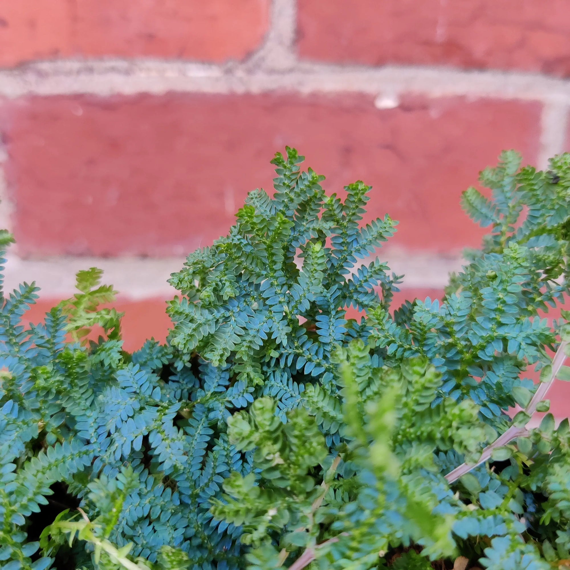 Selaginella Uncinata Peacock Moss - 13cm pot Folia House