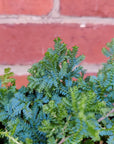 Selaginella Uncinata Peacock Moss - 13cm pot Folia House