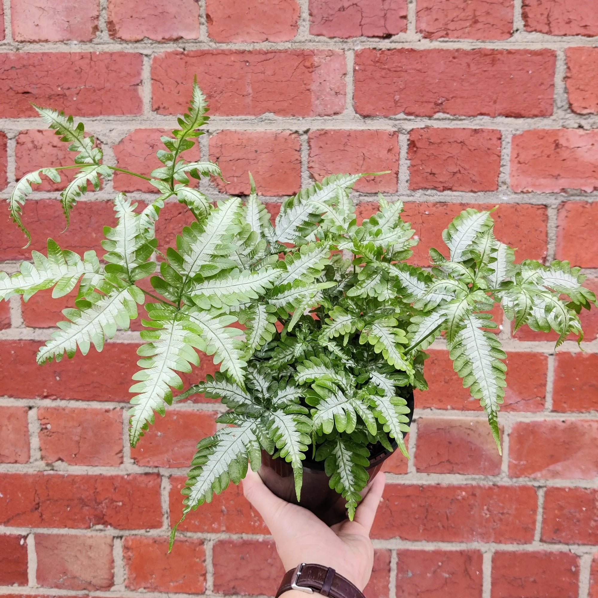 Silver Brake Fern (Pteris) - 14cm pot Folia House