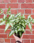 Silver Brake Fern (Pteris) - 14cm pot Folia House