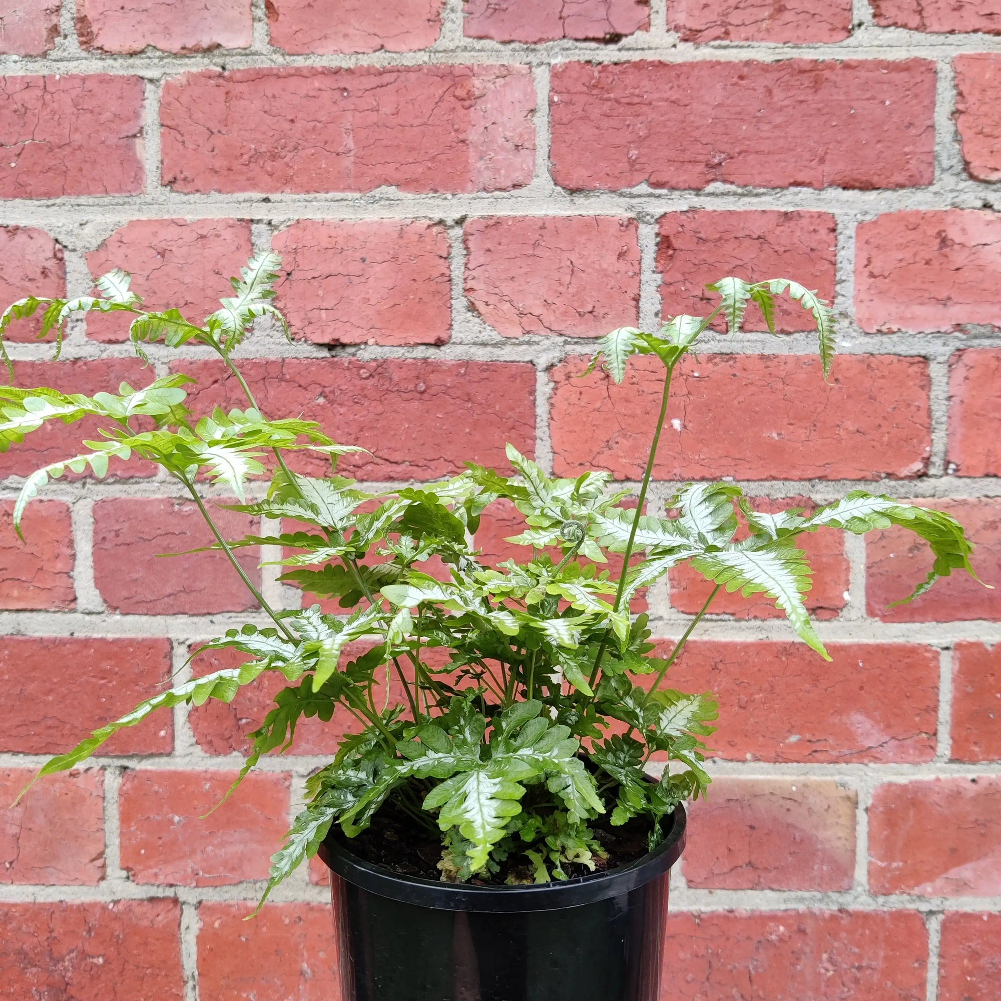 Silver Brake Fern (Pteris) - 14cm pot Folia House