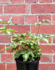 Silver Brake Fern (Pteris) - 14cm pot Folia House