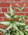 Silver Brake Fern (Pteris) - 14cm pot Folia House