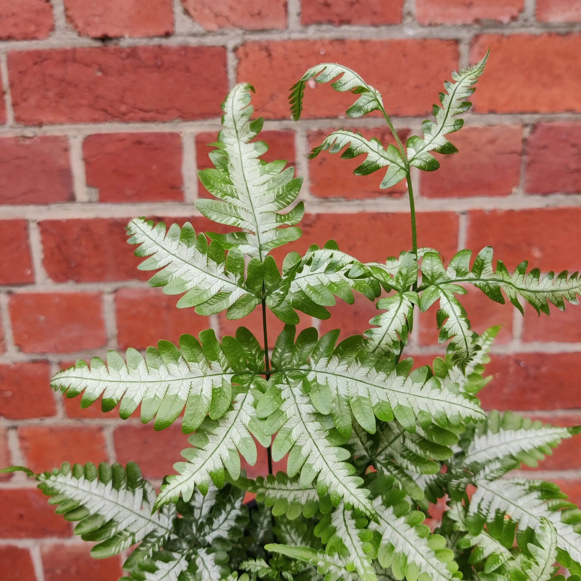 Silver Brake Fern (Pteris) - 14cm pot Folia House