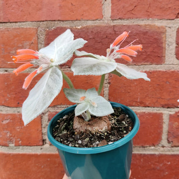 Sinningia Leucotricha (Brazilian Edelweisse) - 13cm Pot Folia House