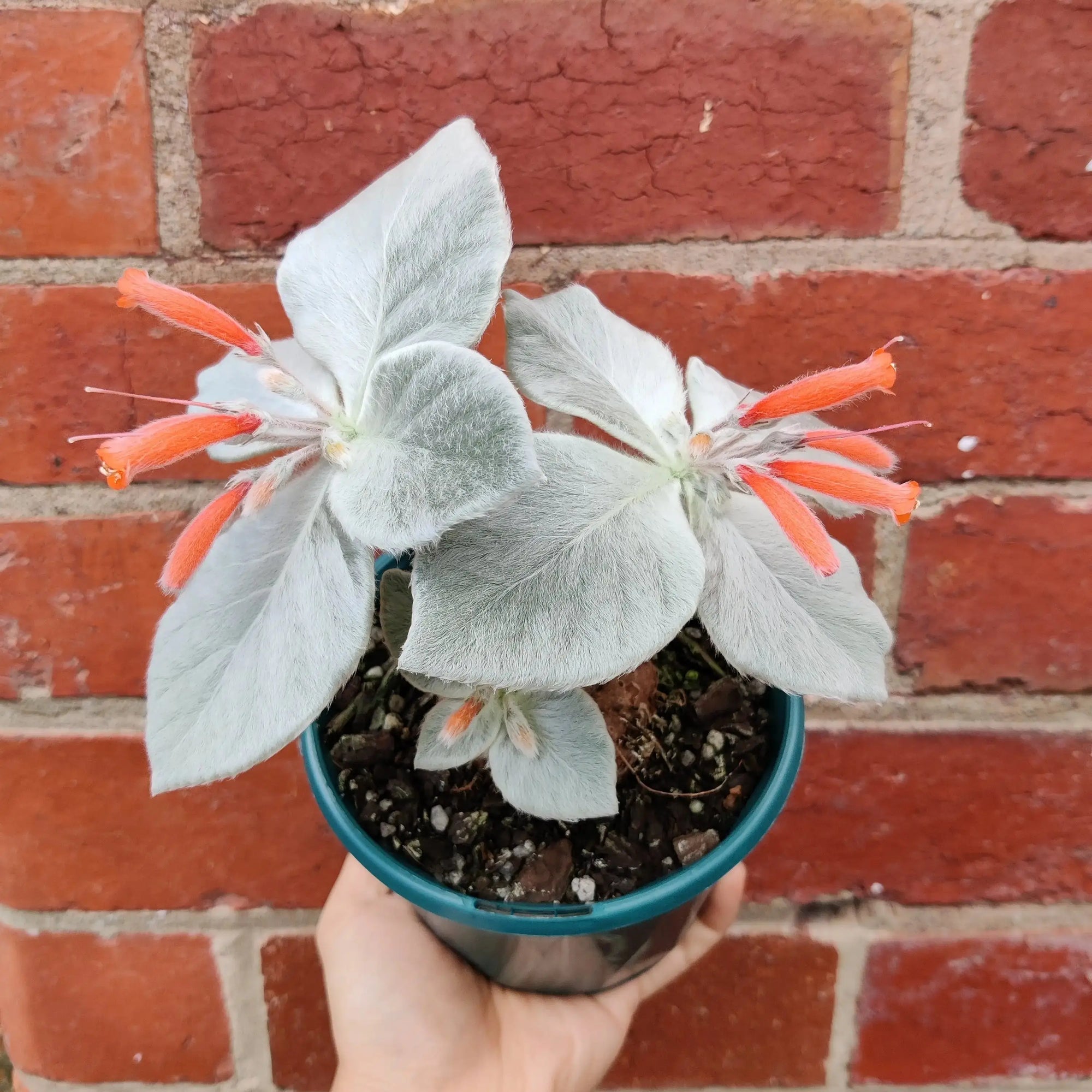 Sinningia Leucotricha (Brazilian Edelweisse) - 10cm Pot Folia House