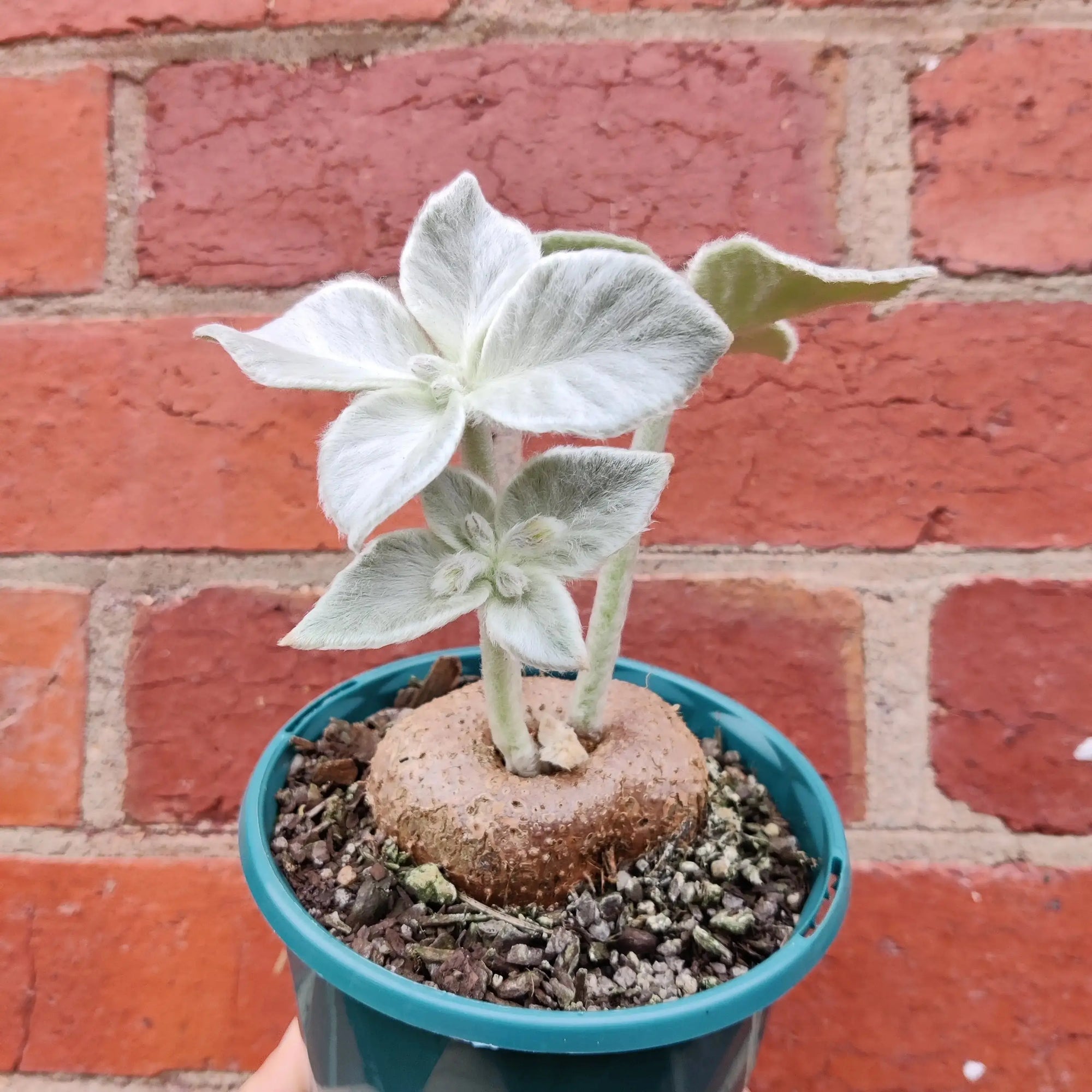 Sinningia Leucotricha (Brazilian Edelweisse) - 10cm Pot Folia House