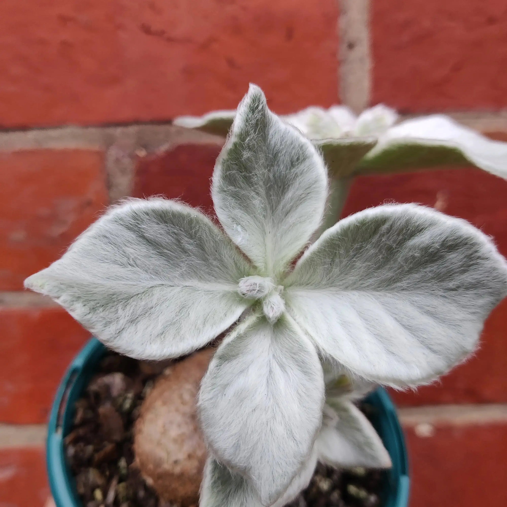 Sinningia Leucotricha (Brazilian Edelweisse) - 10cm Pot Folia House