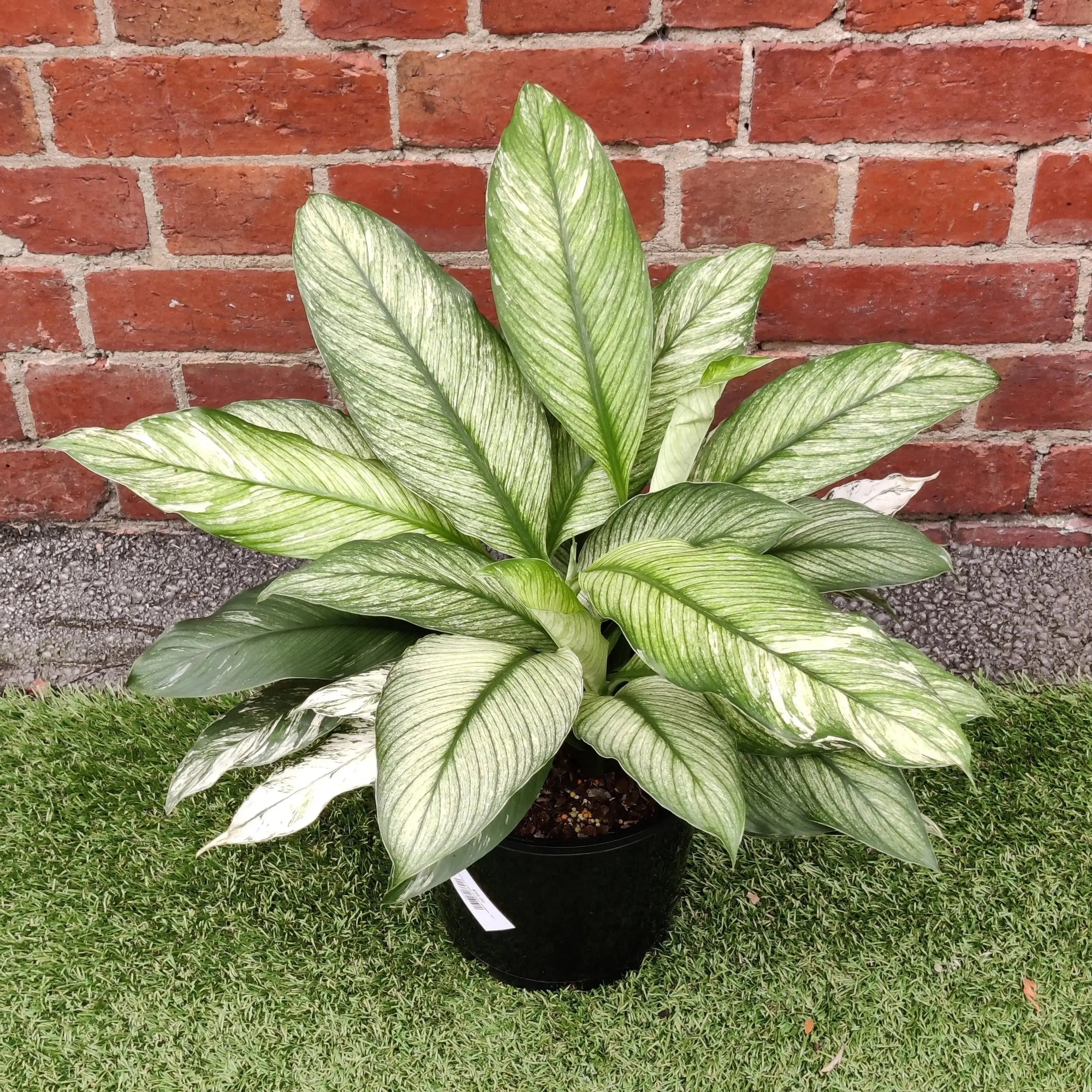 Spathiphyllum Wallisii Sensation Variegated (Variegated peace lily) - 25cm pot Folia House