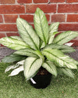 Spathiphyllum Wallisii Sensation Variegated (Variegated peace lily) - 25cm pot Folia House